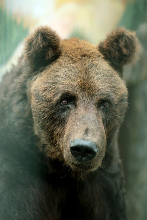 Екатеринбургские медведи готовятся к спячке - Фото 2