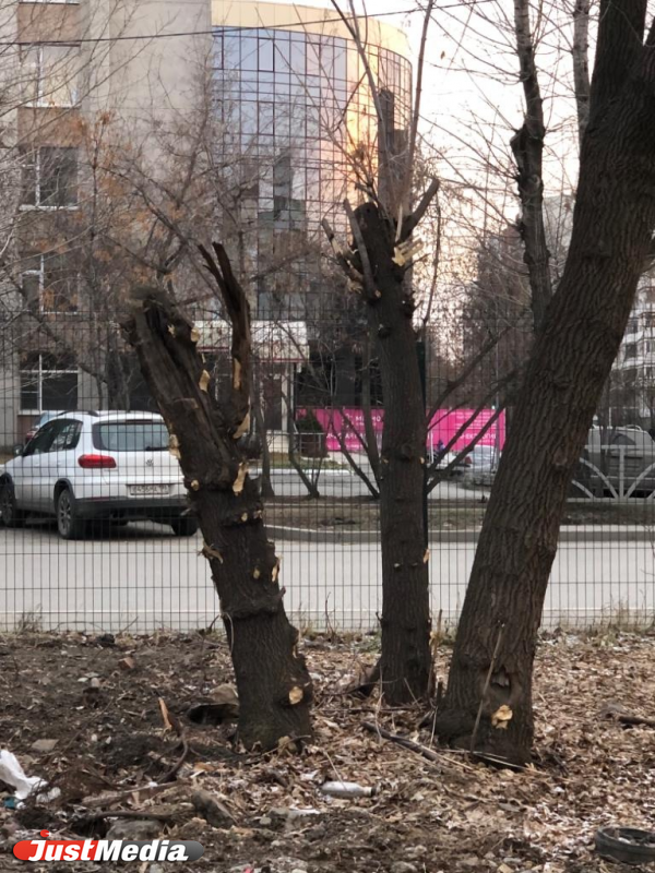 Екатеринбуржцы пожаловались на очередную вырубку деревьев в сквере - Фото 3