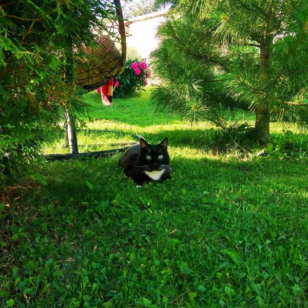 Коты школьников и студентов выступят за равные права и подарят уют - Фото 3