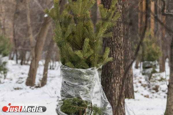 В Зеленой роще начали высаживать ели и сосны - Фото 3