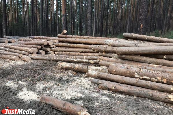 Жители Сысерти жалуются на вырубку леса на территории парка «Бажовские места» - Фото 3