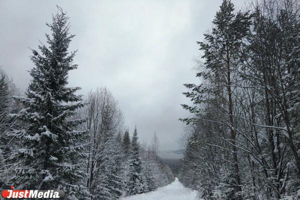 Хвойники, снег и ни души. Едем в сказочный лес Висимского заповедника  - Фото 16