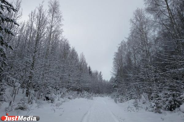 Хвойники, снег и ни души. Едем в сказочный лес Висимского заповедника  - Фото 21