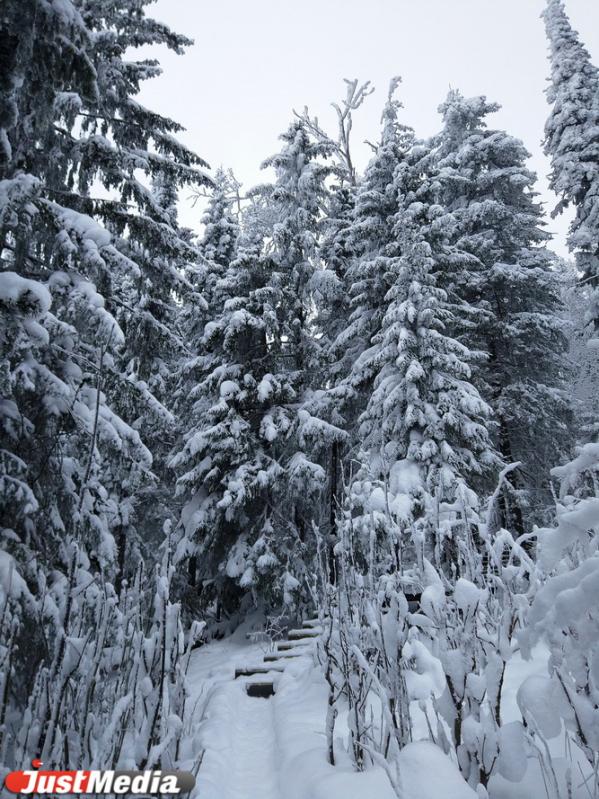 Хвойники, снег и ни души. Едем в сказочный лес Висимского заповедника  - Фото 24