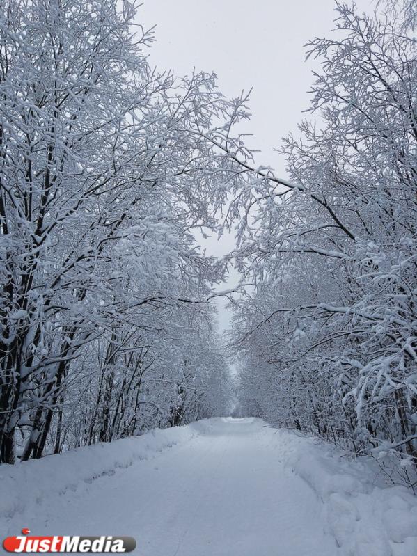Хвойники, снег и ни души. Едем в сказочный лес Висимского заповедника  - Фото 15