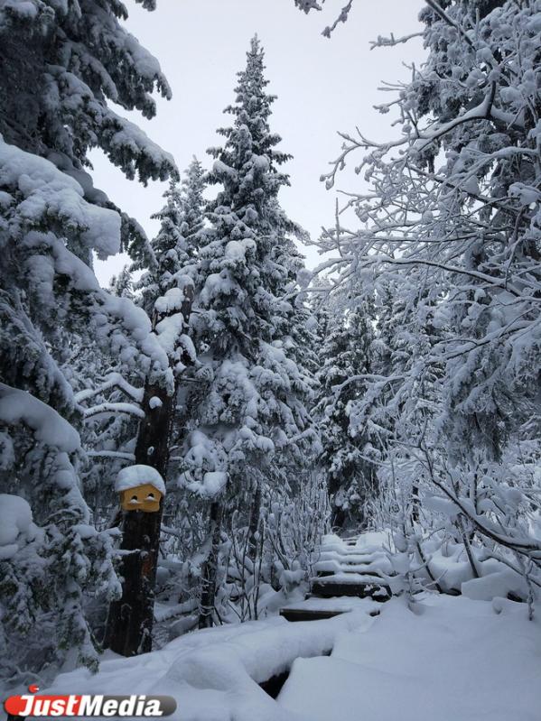 Хвойники, снег и ни души. Едем в сказочный лес Висимского заповедника  - Фото 2