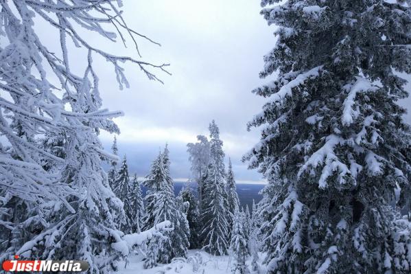 Хвойники, снег и ни души. Едем в сказочный лес Висимского заповедника  - Фото 4