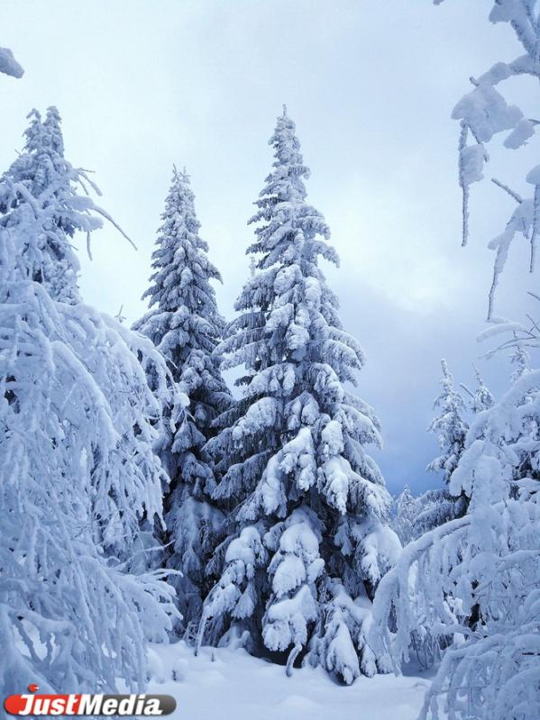 Хвойники, снег и ни души. Едем в сказочный лес Висимского заповедника  - Фото 6