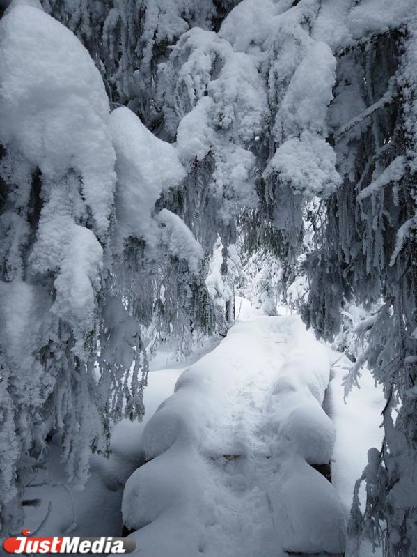Хвойники, снег и ни души. Едем в сказочный лес Висимского заповедника  - Фото 7