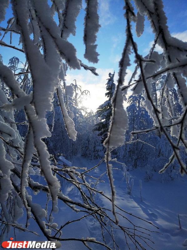 Хвойники, снег и ни души. Едем в сказочный лес Висимского заповедника  - Фото 26