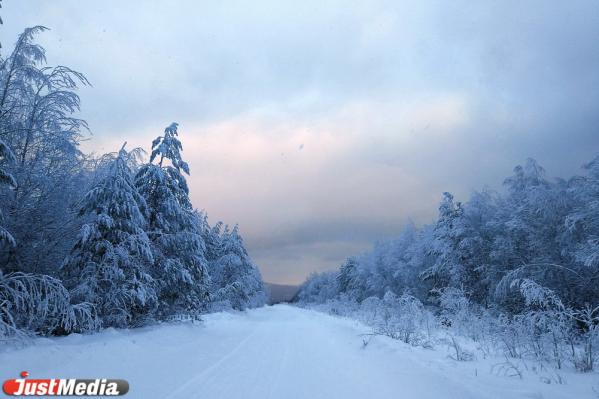 Хвойники, снег и ни души. Едем в сказочный лес Висимского заповедника  - Фото 31
