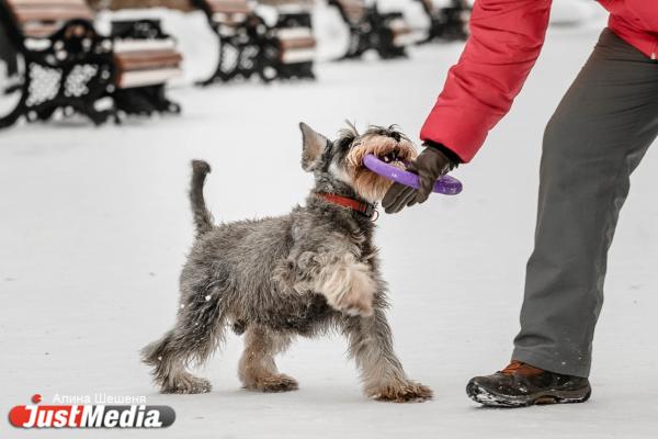  Ирина Лешукова, дрессировщик с цверкшнауцером: «Замечательная зима, можно гулять и играть с собакой». В Екатеринбурге +1 - Фото 2
