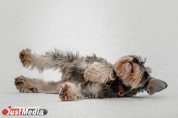  Ирина Лешукова, дрессировщик с цверкшнауцером: «Замечательная зима, можно гулять и играть с собакой». В Екатеринбурге +1 - Фото 4