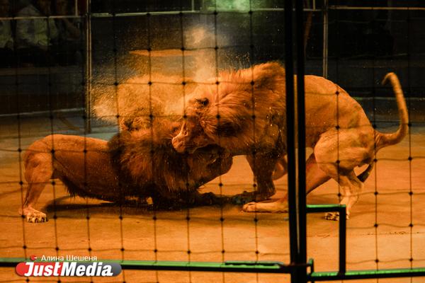 «Пока ты растишь львов, дома у тебя творится полный трэш». Интервью с дрессировщиком взбунтовавшихся в Екатеринбургском цирке хищников - Фото 5