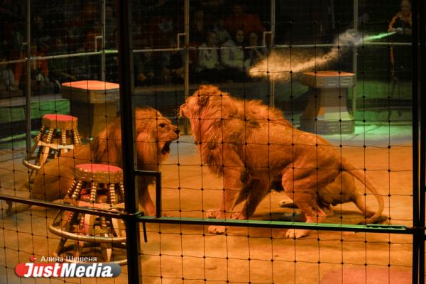 «Пока ты растишь львов, дома у тебя творится полный трэш». Интервью с дрессировщиком взбунтовавшихся в Екатеринбургском цирке хищников - Фото 8