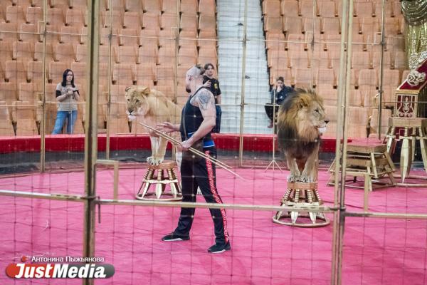 Запашный показал дрессировщику взбунтовавшихся в Екатеринбурге львов, как нужно укрощать хищников. ФОТО  - Фото 2