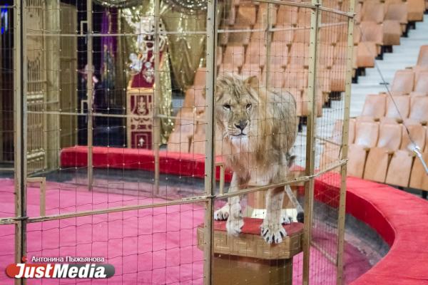 Запашный показал дрессировщику взбунтовавшихся в Екатеринбурге львов, как нужно укрощать хищников. ФОТО  - Фото 4