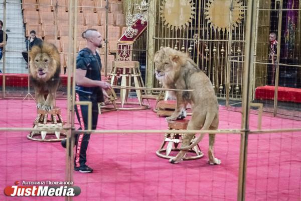 Запашный показал дрессировщику взбунтовавшихся в Екатеринбурге львов, как нужно укрощать хищников. ФОТО  - Фото 6
