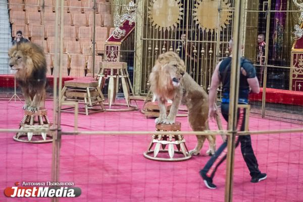 Запашный показал дрессировщику взбунтовавшихся в Екатеринбурге львов, как нужно укрощать хищников. ФОТО  - Фото 7