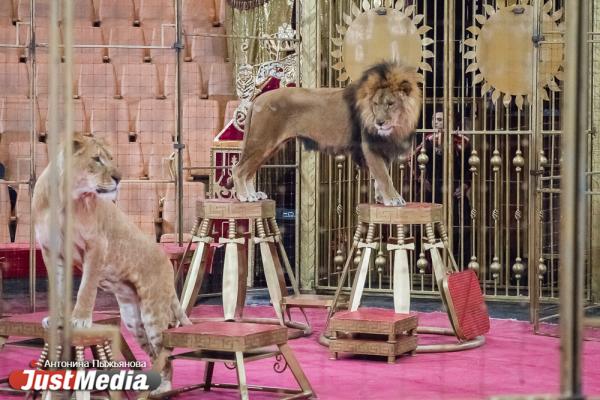 Запашный показал дрессировщику взбунтовавшихся в Екатеринбурге львов, как нужно укрощать хищников. ФОТО  - Фото 10