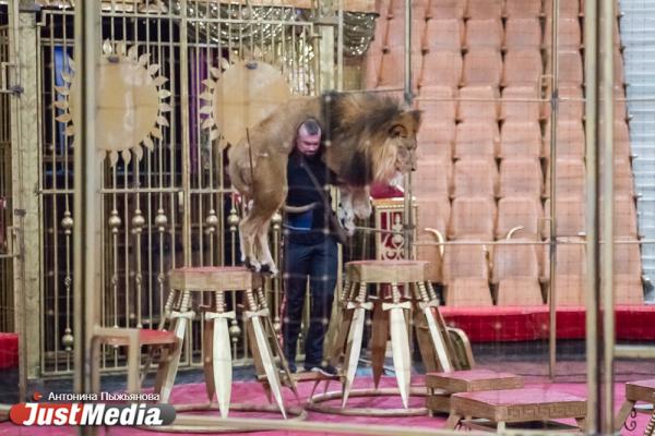 Запашный показал дрессировщику взбунтовавшихся в Екатеринбурге львов, как нужно укрощать хищников. ФОТО  - Фото 15