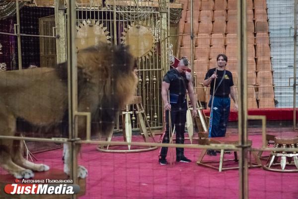 Запашный показал дрессировщику взбунтовавшихся в Екатеринбурге львов, как нужно укрощать хищников. ФОТО  - Фото 16