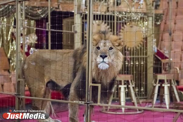 Запашный показал дрессировщику взбунтовавшихся в Екатеринбурге львов, как нужно укрощать хищников. ФОТО  - Фото 17