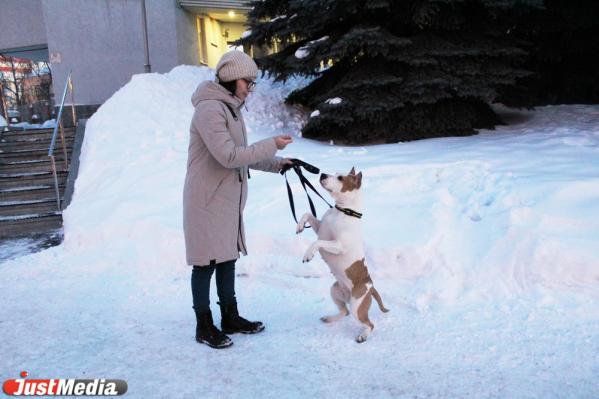 Карина Низамова, тренер стаффорда: «Хлоя очень любит скакать по сугробам, и это у нее не отнять». В Екатеринбурге -5 и небольшой снег  - Фото 2