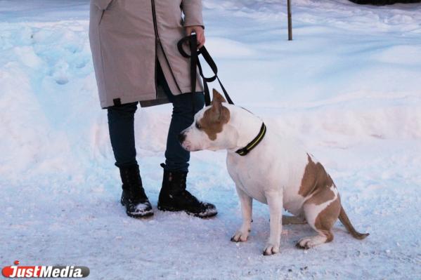 Карина Низамова, тренер стаффорда: «Хлоя очень любит скакать по сугробам, и это у нее не отнять». В Екатеринбурге -5 и небольшой снег  - Фото 3