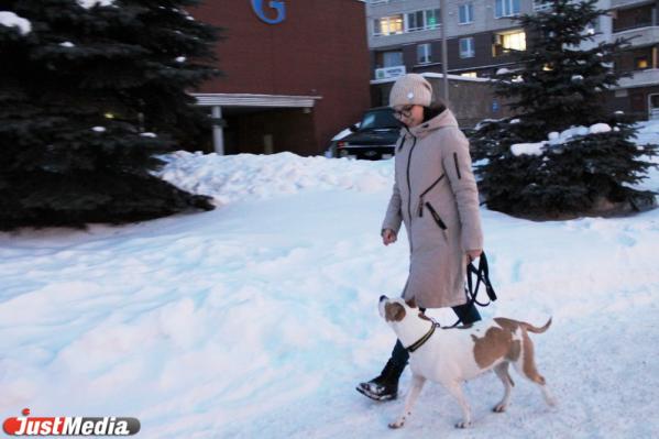 Карина Низамова, тренер стаффорда: «Хлоя очень любит скакать по сугробам, и это у нее не отнять». В Екатеринбурге -5 и небольшой снег  - Фото 5