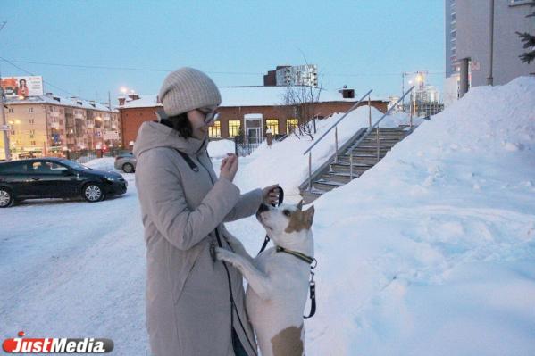 Карина Низамова, тренер стаффорда: «Хлоя очень любит скакать по сугробам, и это у нее не отнять». В Екатеринбурге -5 и небольшой снег  - Фото 7