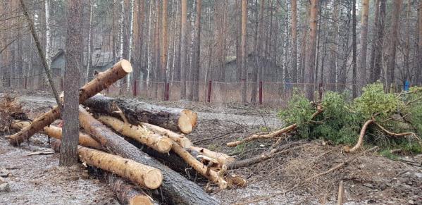 «По окончанию карантина на Шарташе не останется ни одного дерева». Екатеринбуржцы возмущены массовой вырубкой в лесопарке - Фото 2