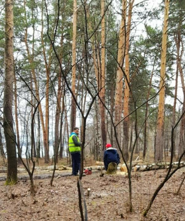 «По окончанию карантина на Шарташе не останется ни одного дерева». Екатеринбуржцы возмущены массовой вырубкой в лесопарке - Фото 4