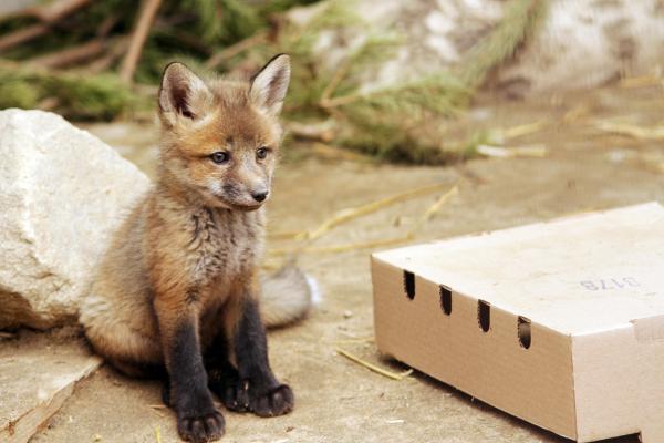 В Екатеринбургском зоопарке родились лисята - Фото 5