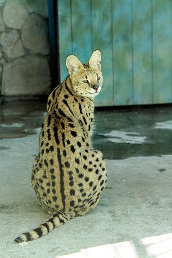 В Екатеринбургском зоопарке появился африканский сервал, любящий куриные сердечки - Фото 4