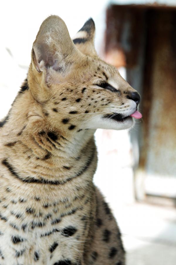 В Екатеринбургском зоопарке появился африканский сервал, любящий куриные сердечки - Фото 5