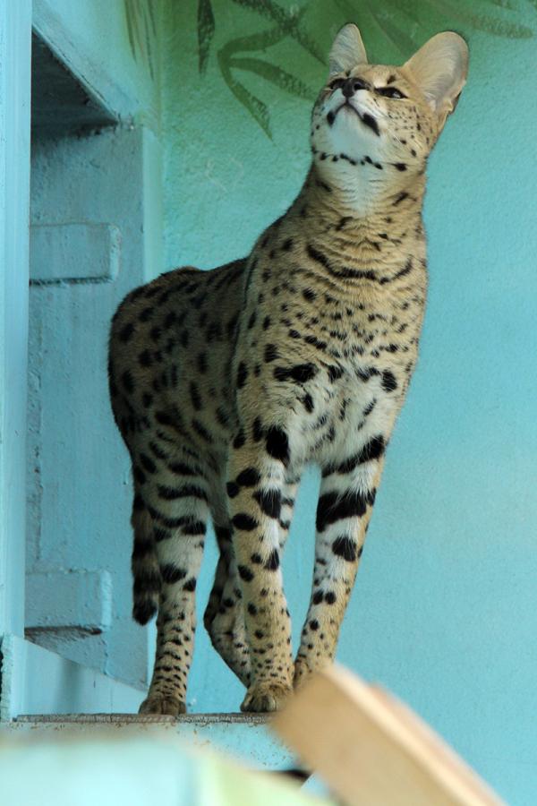 В Екатеринбургском зоопарке появился африканский сервал, любящий куриные сердечки - Фото 6