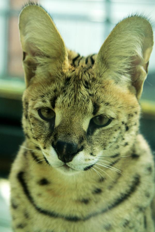 В Екатеринбургском зоопарке появился африканский сервал, любящий куриные сердечки - Фото 7