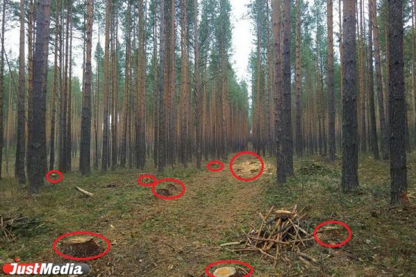 Жители Сысерти обеспокоены массовой вырубкой сосен - Фото 2