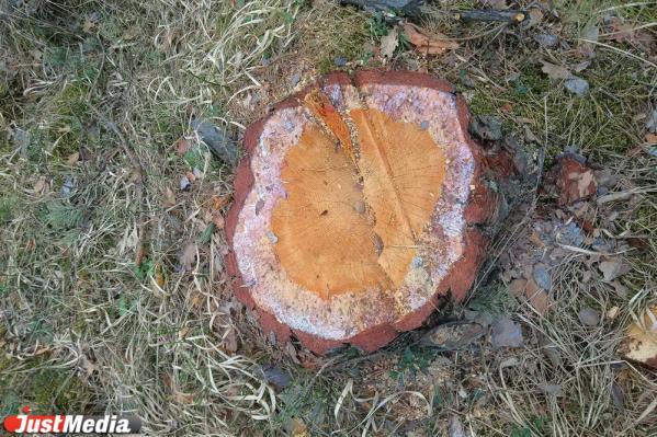 Жители Сысерти обеспокоены массовой вырубкой сосен - Фото 5