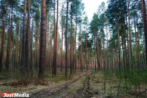 Жители Сысерти обеспокоены массовой вырубкой сосен - Фото 9