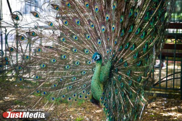 Екатеринбургский зоопарк встречает свое 90-летие без посетителей и с финансовыми проблемами - Фото 2