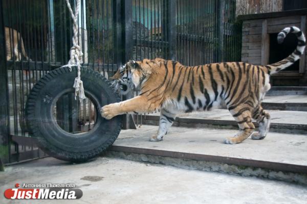 Екатеринбургский зоопарк встречает свое 90-летие без посетителей и с финансовыми проблемами - Фото 3