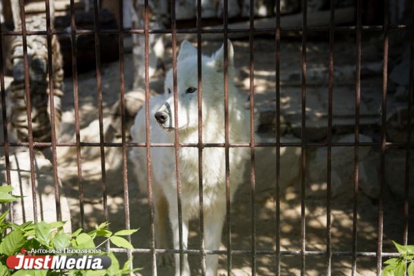Екатеринбургский зоопарк встречает свое 90-летие без посетителей и с финансовыми проблемами - Фото 5