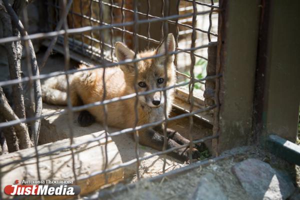 Екатеринбургский зоопарк встречает свое 90-летие без посетителей и с финансовыми проблемами - Фото 4