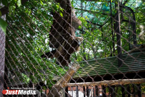 Екатеринбургский зоопарк встречает свое 90-летие без посетителей и с финансовыми проблемами - Фото 9