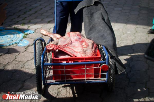 Екатеринбургский зоопарк встречает свое 90-летие без посетителей и с финансовыми проблемами - Фото 12