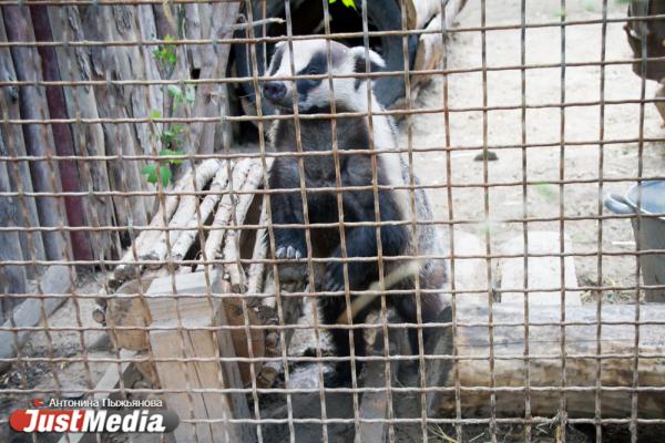 Екатеринбургский зоопарк встречает свое 90-летие без посетителей и с финансовыми проблемами - Фото 13