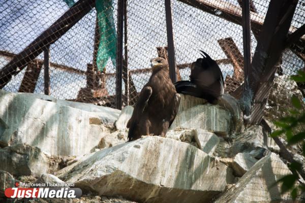 Екатеринбургский зоопарк встречает свое 90-летие без посетителей и с финансовыми проблемами - Фото 16