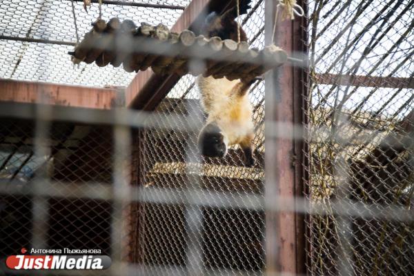 Екатеринбургский зоопарк встречает свое 90-летие без посетителей и с финансовыми проблемами - Фото 18